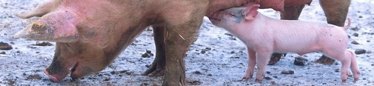 Porcino