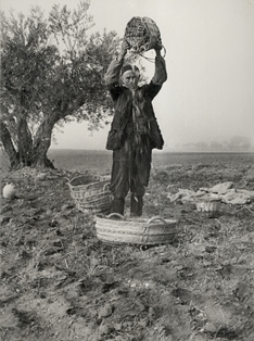 Recolección limpiando la aceituna de la hoja, Tarancón (Cuenca).
Autor: José Panero Pérez. 1953
