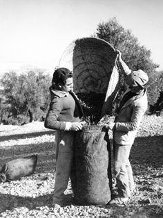 Olivo, recolección4. Finca Guadoalla (Jaén).  Autor: Antonio Illanas Calleja. 1959