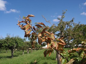 Erwinia amylovora Fuego Bacteriano