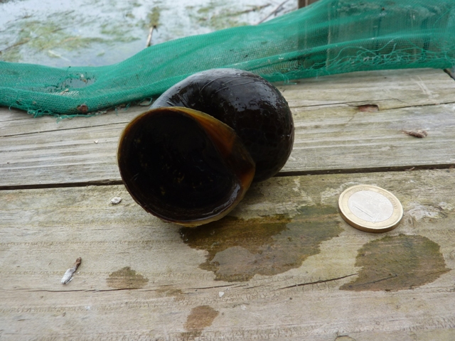 caracol manzana pomacea