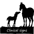 Signos clínicos