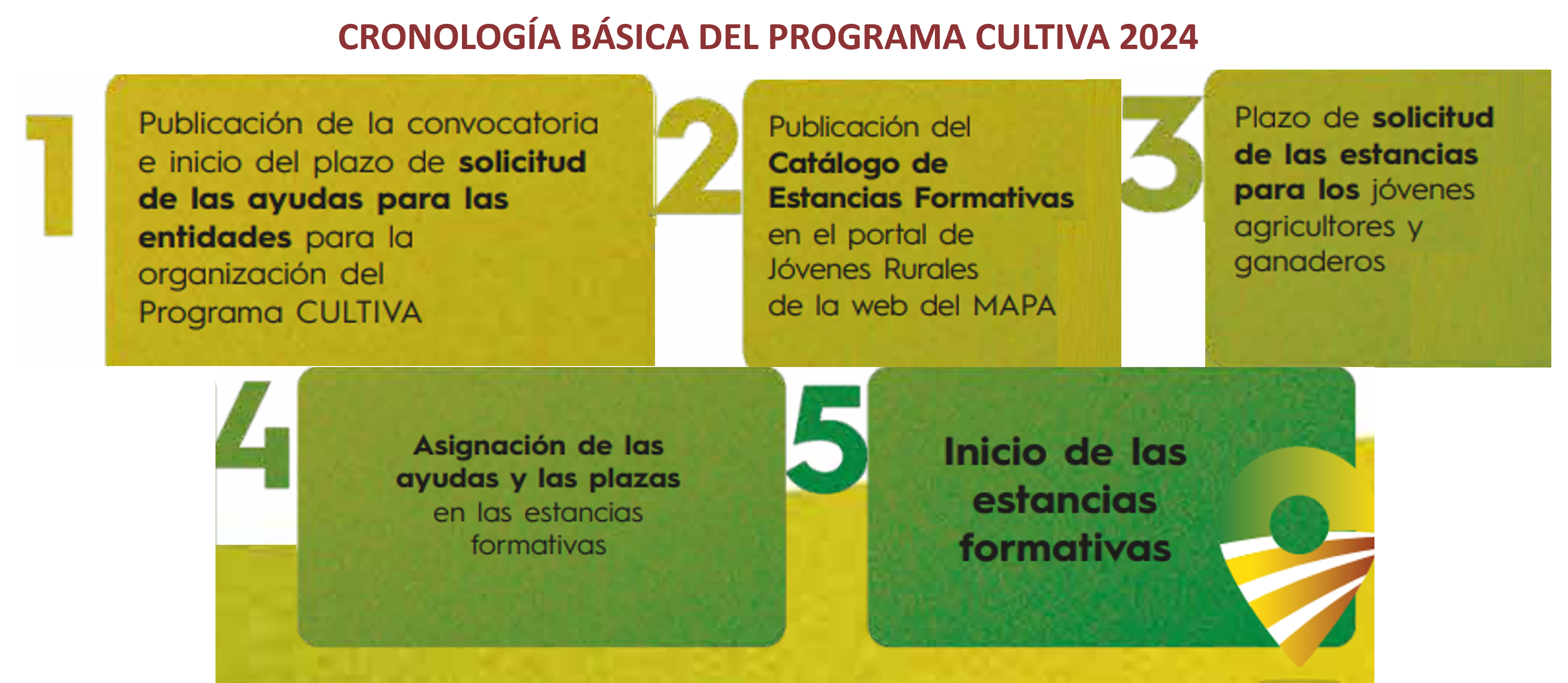 Cronología y principales hitos del Programa CULTIVA: publicación de la convocatoria, plazo de solicitud de ayudas para entidades, publicación del catálogo de estancias formativas, plazo de solicitud de estancias para jóvenes, concesión de las ayudas a entidades y plazas en estancias para jóvenes y ejecución de las estancias formativas. 