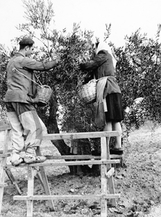 “Olivo, recolección de la aceituna a ordeño, Tarancón (Cuenca)”
Fotografía de José Panero Pérez. 1953
ESPAÑA. MINISTERIO DE AGRICULTURA, PESCA Y ALIMENTACIÓN. Fotografía de concurso 3519-cuenca
