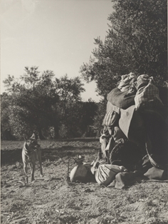 Olivo. Arjona (Jaén)
Autor: Eufrasio Martínez Valero. 1959