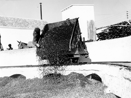 Almazara de la Cooperativa del Campo de Arjona (Jaén).
Autor: Eufrasio Martínez Valero. 1959. MAPA.
