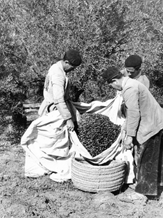 Olivo, recolección de aceitunas El Campillo (Úbeda, Jaén).
Autora: María Josefa Rodríguez de Torres. 1961
