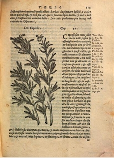 Ciprés. Xilografía de la edición italiana de 1568. Ejemplar de la  Bibliotheque du Palais des arts Ville de Lyon