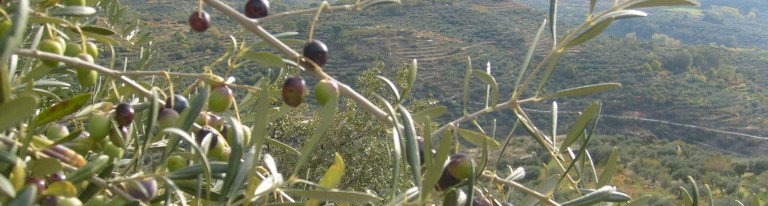foto olivos