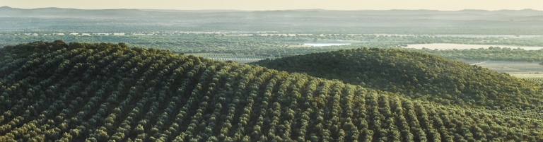 foto olivar