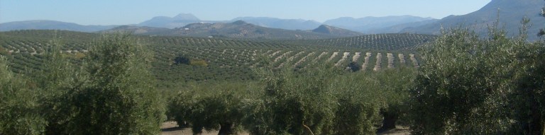 foto olivos