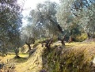 foto olivar