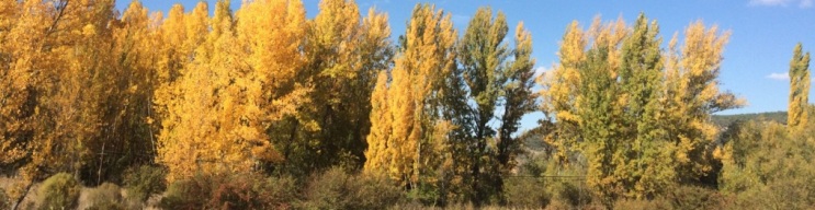 Superficie forestal en otoño