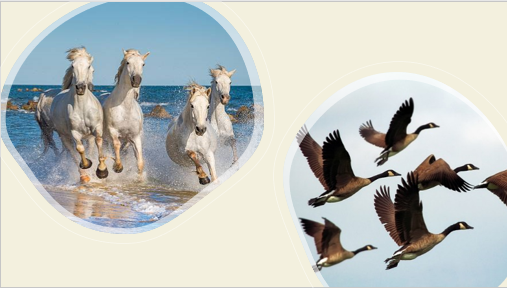 Hospedadores animales del virus de la Fiebre del Nilo Occidental: aves y caballos