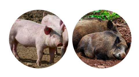 Hospedadores del virus de la peste porcina africana: cerdos domésticos y salvajes