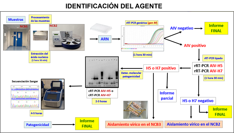 Diagnóstico virológico