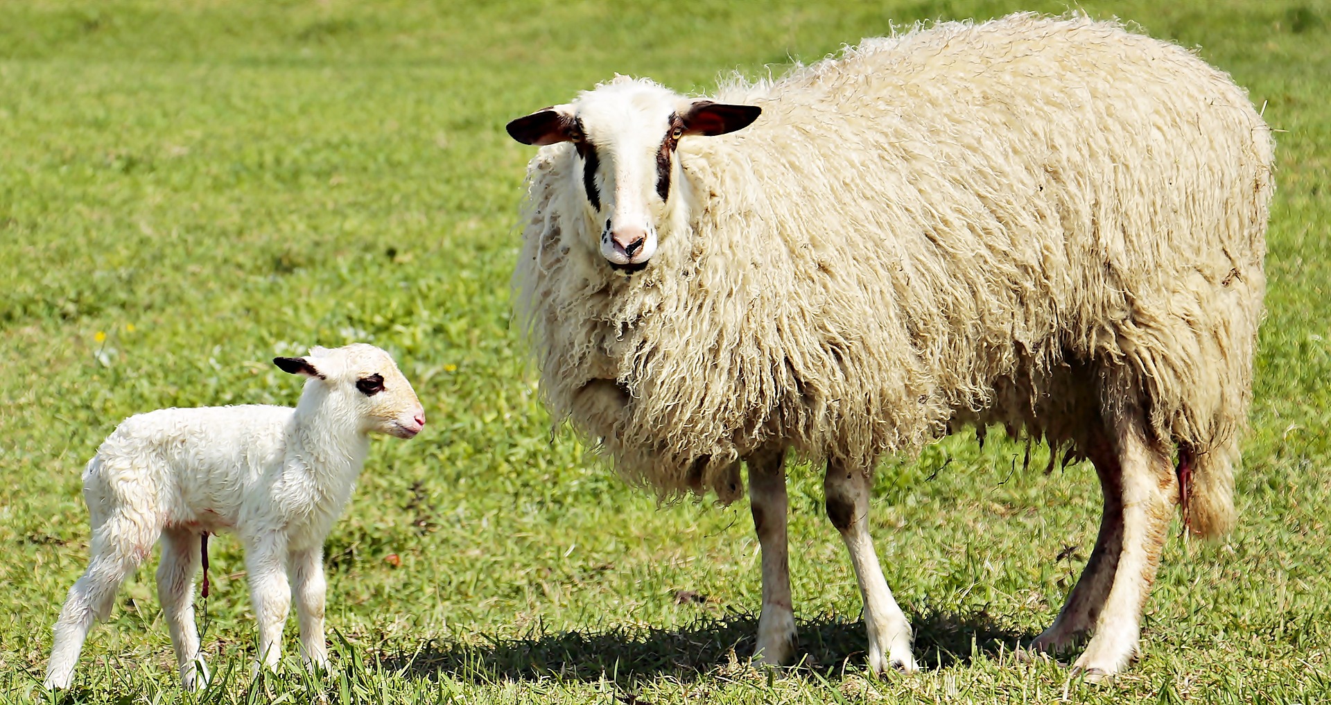 oveja y cordero