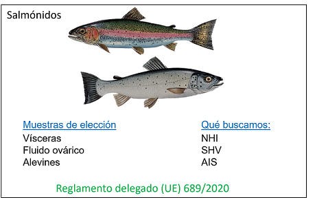 Programas de vigilancia