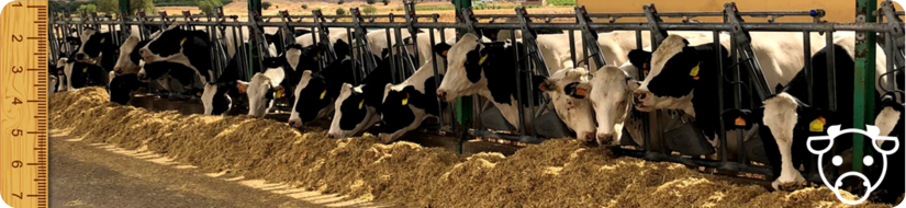 banner bovino leche