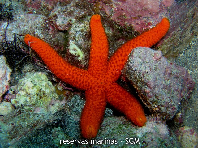 Autor: Fco. J. Alfonso Martín Título: Estrella roja (Echinaster sepositus)
