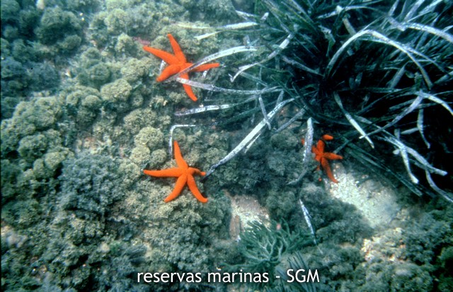 Autor: María Rosa Dolçet Olives Título: Estrellas rojas (Echinaster sepositus)
