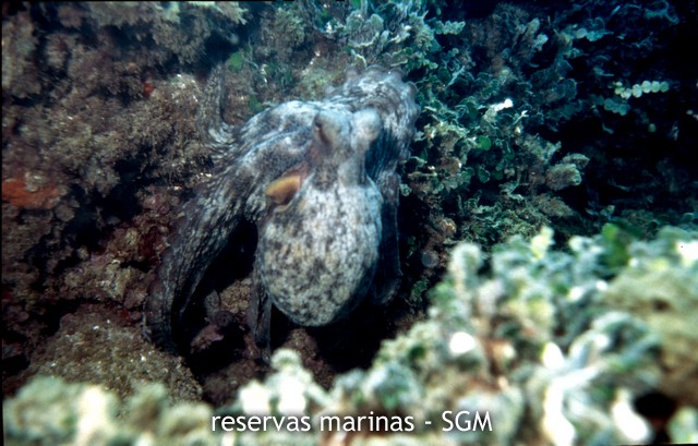 Autor: María Rosa Dolçet Olives Título: Pulpo (Octopus vulgaris)