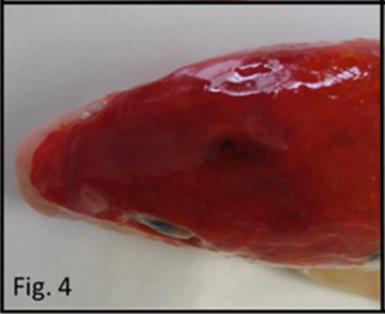 2. Enoftalmia bilateral. Fuente: Instituto zooprofiláctico experimental de Venecia.
