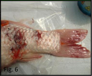 3. Hemorragias en la base las aletas y los flancos. Fuente: Instituto zooprofiláctico experimental de Venecia.