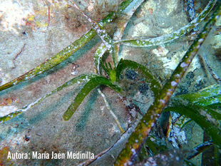 Inflorescencia de Posidonia oceánica en la reserva marina de Cabo de Gata-Níjar