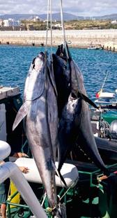 Operaciones contra la pesca ilegal, no declarada y no reglamentada foto 4
