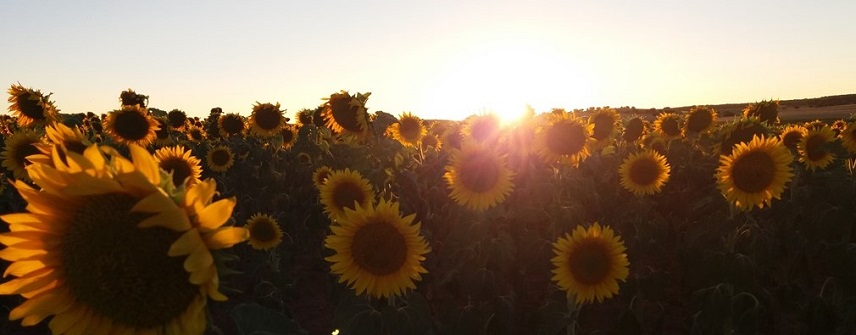 Foto campo de girasoles