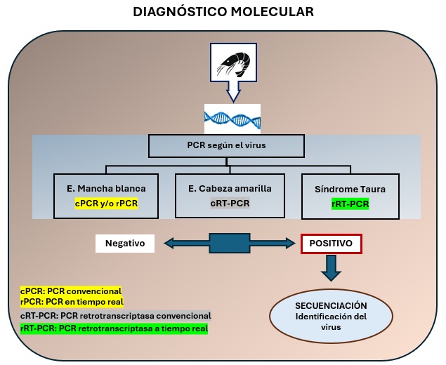 Esquema de la realización del diagnóstico molecular