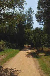 Camino entre pinos y alcornoques