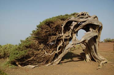 Camino Natural por los senderos tradicionales de El Hierro