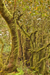 Camino Natural Cumbres de La Gomera