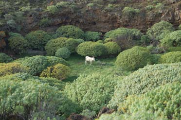 Camino Natural por los senderos tradicionales de El Hierro