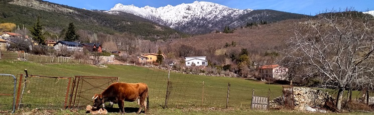 Vaca y cría carne