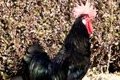 Gallina Castellana Negra