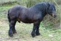 Caballo de Monte del País Vasco