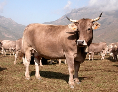 Autor: ASOCIACIÓN DE CRIADORES DE RAZA BOVINA PARDA DE MONTAÑA  (ARAPARDA).
Sexo: Hembra.