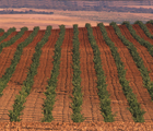 Hoy en día la enología se encuentra en un punto muy avanzado, descifrando componentes que se encuentran marginalmente en los vinos y orientando la producción hasta en los detalles más pequeños. Cada vino y cada vendimia tienen su propia escala de tiempo, cuanto más maduras las uvas, más vigor y sustancias aromáticas y colorantes habrá en el vino